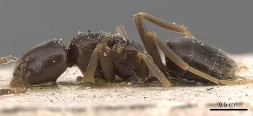 Bothriomyrmex corsicus - CASENT0905122