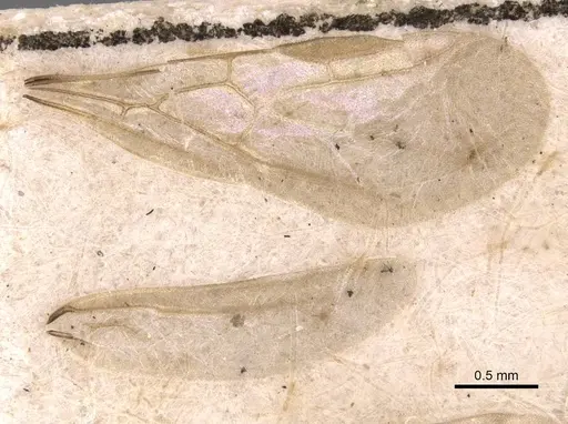 Bothriomyrmex corsicus - CASENT0905122