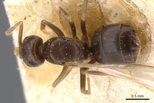 Bothriomyrmex corsicus - CASENT0911471