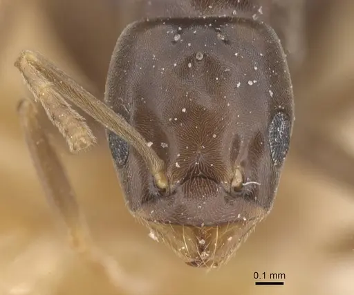 Bothriomyrmex corsicus - CASENT0911471