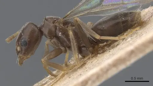 Bothriomyrmex corsicus - CASENT0911471