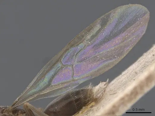 Bothriomyrmex corsicus - CASENT0911471