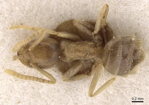 Bothriomyrmex corsicus - CASENT0911472