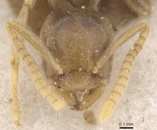 Bothriomyrmex corsicus - CASENT0911472