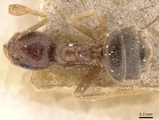 Bothriomyrmex corsicus - CASENT0911480