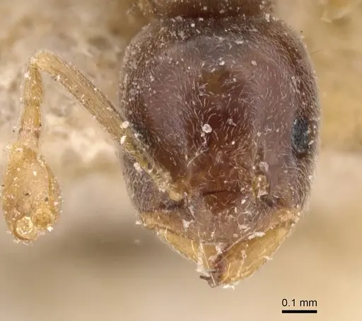 Bothriomyrmex corsicus - CASENT0911480
