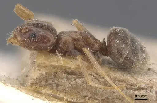 Bothriomyrmex corsicus - CASENT0911480