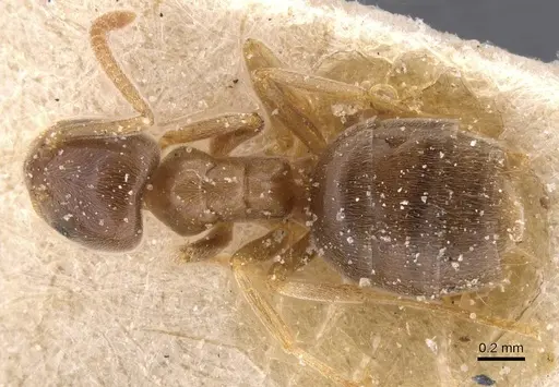 Bothriomyrmex corsicus - CASENT0911481