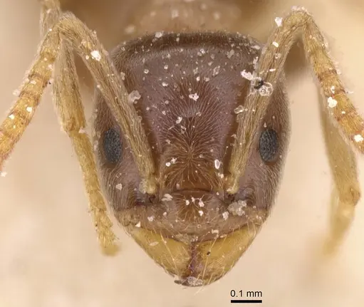 Bothriomyrmex corsicus - CASENT0911481