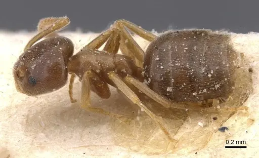Bothriomyrmex corsicus - CASENT0911481