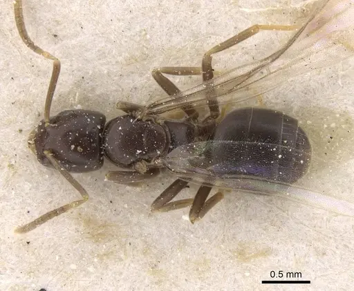 Bothriomyrmex corsicus - CASENT0911484