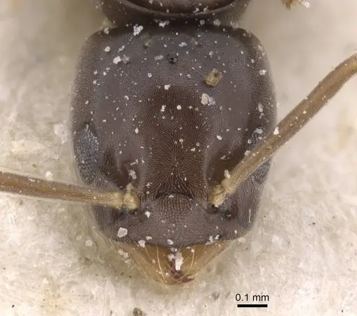Bothriomyrmex corsicus - CASENT0911484