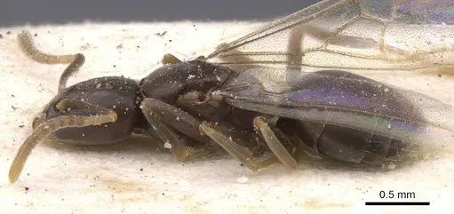 Bothriomyrmex corsicus - CASENT0911484