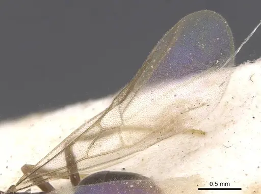 Bothriomyrmex corsicus - CASENT0911484