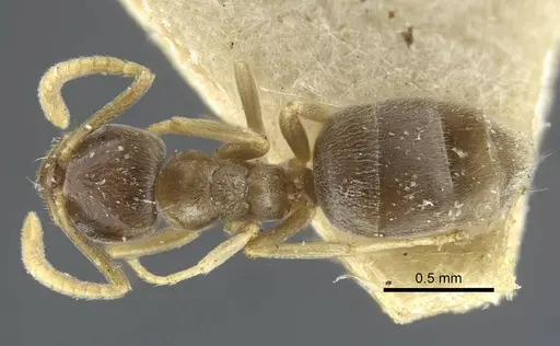 Bothriomyrmex corsicus - CASENT0917119
