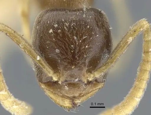 Bothriomyrmex corsicus - CASENT0917119