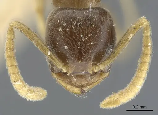 Bothriomyrmex corsicus - CASENT0917119