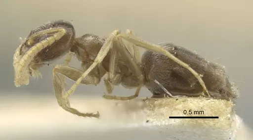 Bothriomyrmex corsicus - CASENT0917119