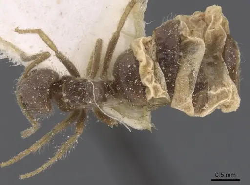 Bothriomyrmex crosi specimen