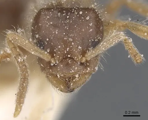 Bothriomyrmex crosi specimen