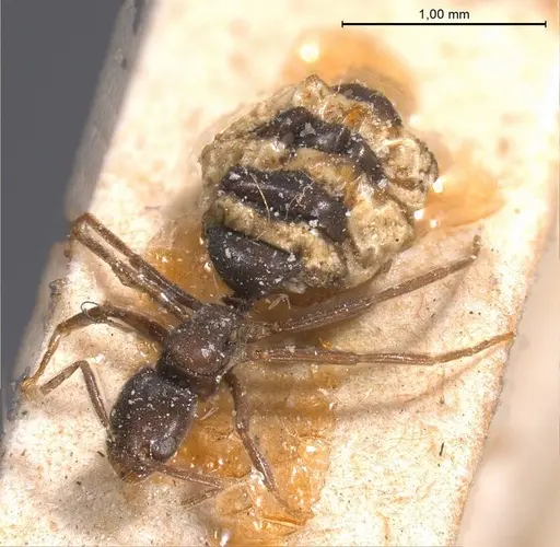 Bothriomyrmex cuculus specimen