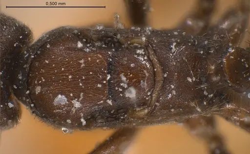 Bothriomyrmex cuculus specimen