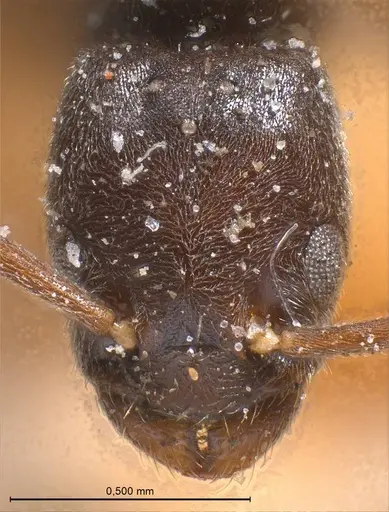 Bothriomyrmex cuculus specimen