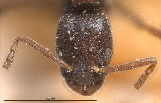 Bothriomyrmex cuculus - ANTWEB1008369