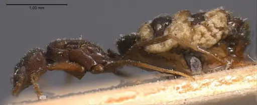 Bothriomyrmex cuculus - ANTWEB1008369