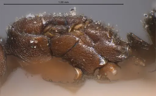 Bothriomyrmex cuculus - ANTWEB1008369