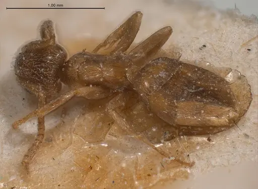 Bothriomyrmex cuculus - ANTWEB1008370