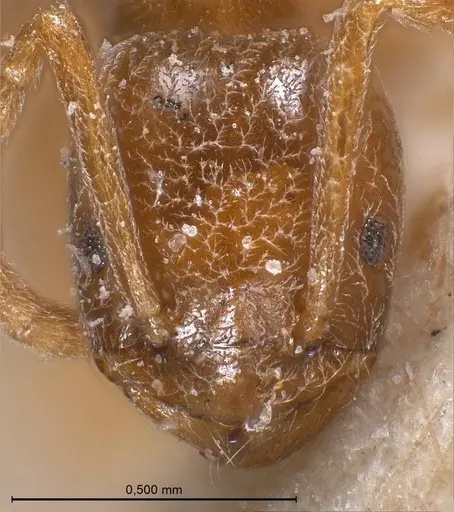 Bothriomyrmex cuculus - ANTWEB1008370