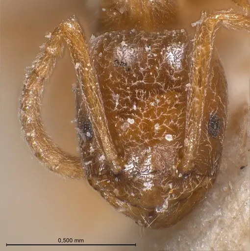 Bothriomyrmex cuculus - ANTWEB1008370