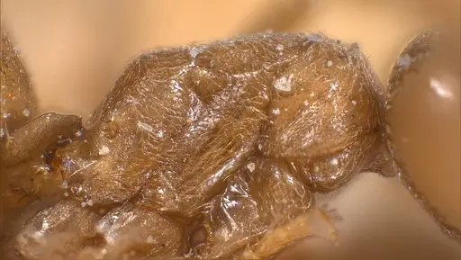 Bothriomyrmex cuculus - ANTWEB1008370