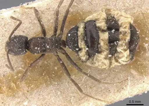 Bothriomyrmex cuculus - CASENT0911475