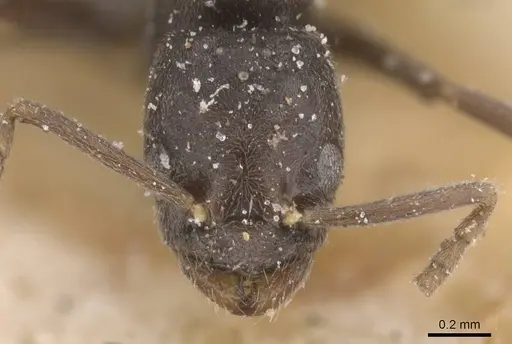 Bothriomyrmex cuculus - CASENT0911475