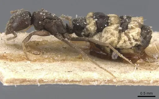 Bothriomyrmex cuculus - CASENT0911475
