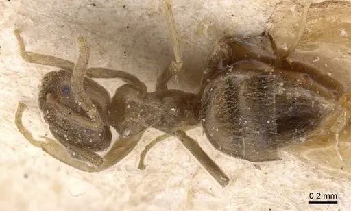 Bothriomyrmex cuculus - CASENT0911476