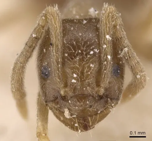 Bothriomyrmex cuculus - CASENT0911476