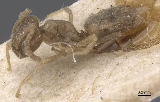 Bothriomyrmex cuculus - CASENT0911476
