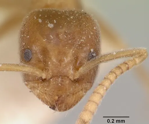 Bothriomyrmex decapitans specimen