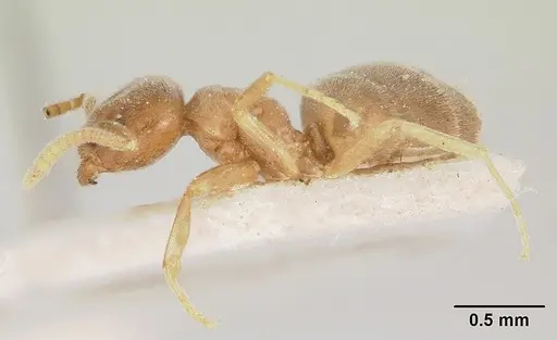 Bothriomyrmex decapitans specimen