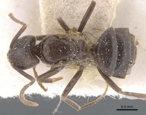 Bothriomyrmex decapitans - CASENT0911477