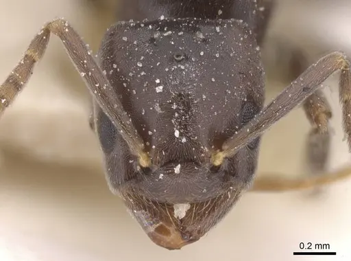 Bothriomyrmex decapitans - CASENT0911477