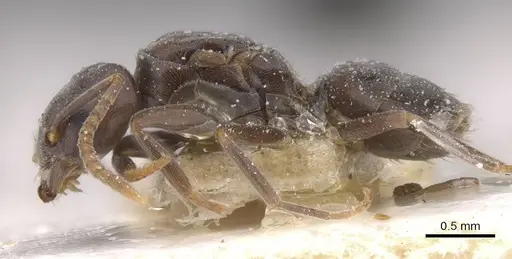 Bothriomyrmex decapitans - CASENT0911477