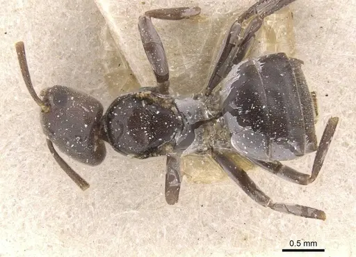 Bothriomyrmex decapitans - CASENT0911478