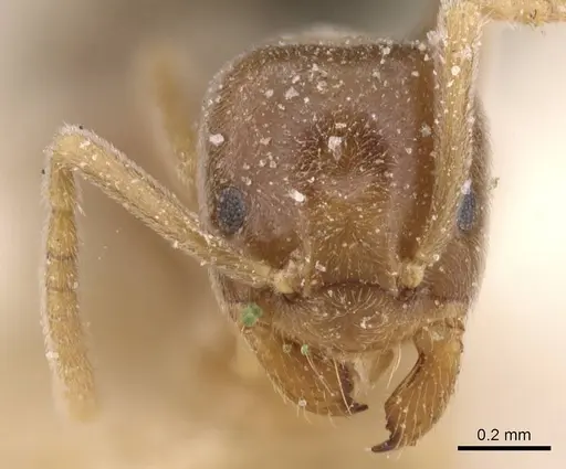 Bothriomyrmex decapitans - CASENT0911478