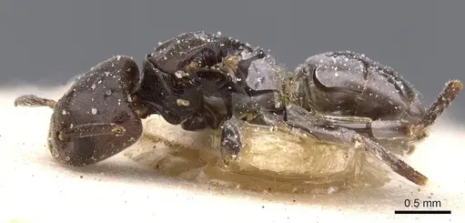 Bothriomyrmex decapitans - CASENT0911478