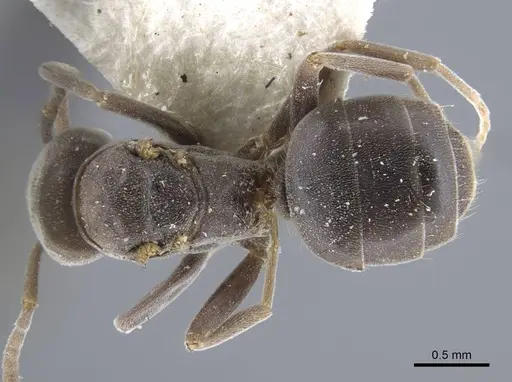 Bothriomyrmex decapitans - CASENT0917111