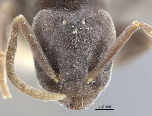 Bothriomyrmex decapitans - CASENT0917111